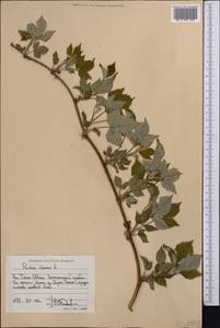 Малина обыкновенная L., Средняя Азия и Казахстан, Западный Тянь-Шань и Каратау (M3) (Киргизия)