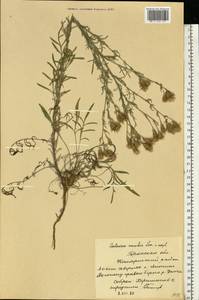 Centaurea stoebe subsp. stoebe, Восточная Европа, Западный район (E3) (Россия)