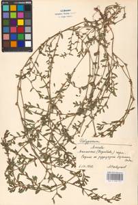 Спорыш, Восточная Европа, Московская область и Москва (E4a) (Россия)