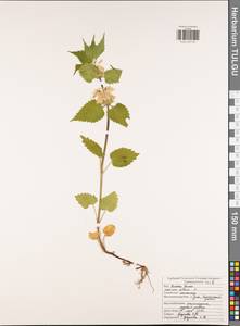 Яснотка белая, Глухая крапива L., Восточная Европа, Центральный район (E4) (Россия)