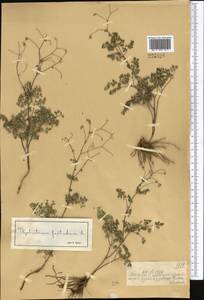 Василисник вонючий L., Средняя Азия и Казахстан, Джунгарский Алатау и Тарбагатай (M5) (Казахстан)