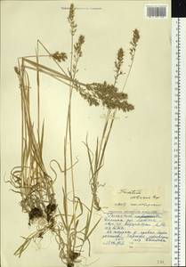 Sibirotrisetum sibiricum (Rupr.) Barberá, Сибирь, Якутия (S5) (Россия)