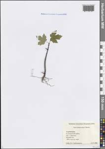 Acer heldreichii subsp. trautvetteri (Medw.) A.E.Murray, Кавказ, Азербайджан (K6) (Азербайджан)