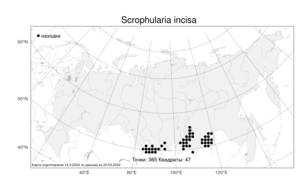 Scrophularia incisa, Норичник вырезной Weinm., Атлас флоры России (FLORUS) (Россия)