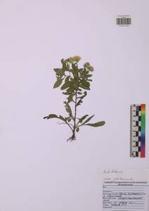 Pentanema britannicum (L.) D.Gut.Larr., Santos-Vicente, Anderb., E.Rico & M.M.Mart.Ort., Восточная Европа, Центральный район (E4) (Россия)