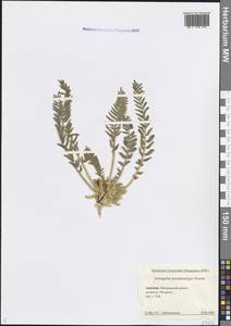 Astragalus pseudoutriger Grossh., Кавказ, Армения (K5) (Армения)