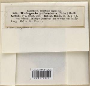Metzgeria pubescens (Schrank) Raddi, Гербарий мохообразных, Мхи - Западная Европа (BEu) (Австрия)