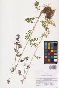 Синюха голубая L., Восточная Европа, Северный район (E1) (Россия)