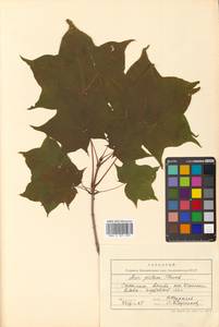 Клен Майра (Schwer.) H.Ohashi, Сибирь, Дальний Восток (S6) (Россия)