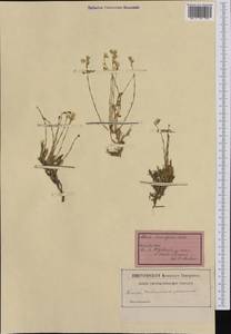 Cherleria laricifolia subsp. laricifolia, Западная Европа (EUR) (Швейцария)