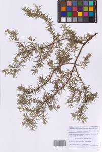 Можжевельник обыкновенный L., Восточная Европа, Московская область и Москва (E4a) (Россия)