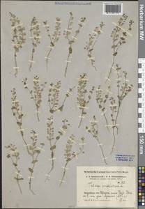 Яруточка пронзеннолистная (L.) F.K.Mey., Средняя Азия и Казахстан, Каракумы (M6) (Туркмения)