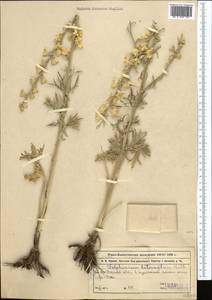 Живокость дваждытройчатая Huth, Средняя Азия и Казахстан, Муюнкумы, Прибалхашье и Бетпак-Дала (M9) (Казахстан)