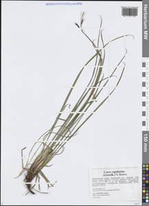 Осока жестковатая, Осока ложножесткая (Gorodkov) V.I.Krecz., Сибирь, Дальний Восток (S6) (Россия)