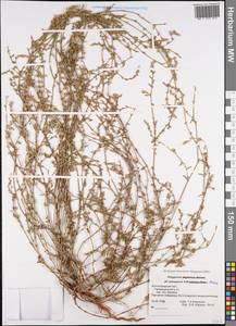 Спорыш простертый, Спорыш обыкновенный Boreau, Восточная Европа, Нижневолжский район (E9) (Россия)