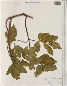 Paeonia broteroi Boiss. & Reuter, Западная Европа (EUR) (Португалия)