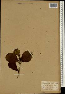 Weigela coraeensis Thunb., Зарубежная Азия (ASIA) (Япония)