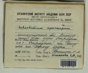 Schistidium apocarpum (Hedw.) Bruch & Schimp., Гербарий мохообразных, Мхи - Карелия, Ленинградская и Мурманская области (B4) (Россия)
