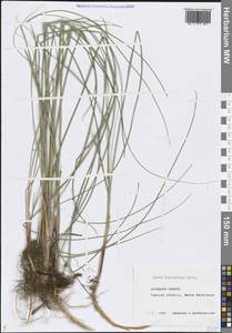 Осока волосистоплодная Ehrh., Сибирь, Западная Сибирь (S1) (Россия)