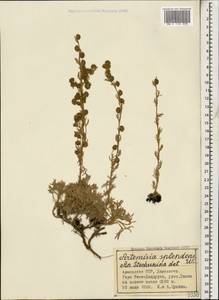 Полынь блестящая Willd., Кавказ, Армения (K5) (Армения)