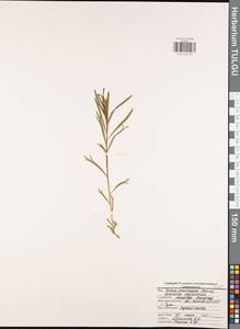 Полынь эстрагон L., Восточная Европа, Центральный район (E4) (Россия)