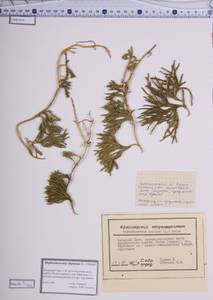 Дифазиаструм альпийский (L.) Holub, Сибирь, Алтай и Саяны (S2) (Россия)