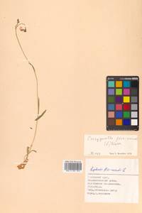 Горицвет кукушкин, кукушкин цвет (L.) Greuter & Burdet, Сибирь, Дальний Восток (S6) (Россия)