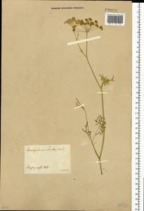 Cenolophium fischeri (Spreng.) W. D. J. Koch, Сибирь, Центральная Сибирь (S3) (Россия)
