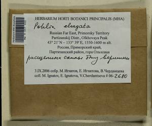 Pohlia elongata Hedw., Гербарий мохообразных, Мхи - Дальний Восток (без Чукотки и Камчатки) (B20) (Россия)
