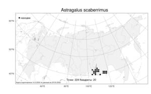 Astragalus scaberrimus, Астрагал острошероховатый Bunge, Атлас флоры России (FLORUS) (Россия)