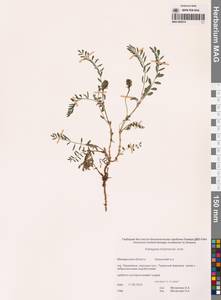 Астрагал колымский Jurtzev, Сибирь, Чукотка и Камчатка (S7) (Россия)