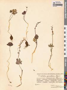 Хохлатка Городкова Karav., Сибирь, Чукотка и Камчатка (S7) (Россия)