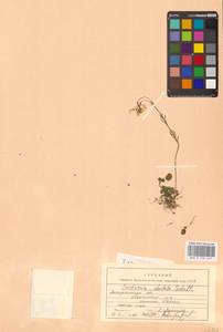 Cardamine pratensis subsp. dentata (Schult.) Čelak., Восточная Европа, Западно-Украинский район (E13) (Украина)