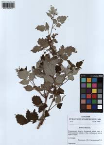 Малина обыкновенная L., Сибирь, Алтай и Саяны (S2) (Россия)