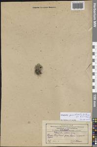 Selaginella graniticola Jie Yang bis & X.C.Zhang, Сибирь, Дальний Восток (S6) (Россия)