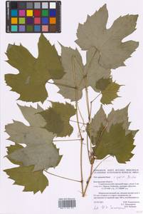 Vitis riparia Michx., Восточная Европа, Центральный лесостепной район (E6) (Россия)