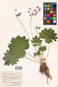 Primula matthioli subsp. matthioli, Восточная Европа, Восточный район (E10) (Россия)