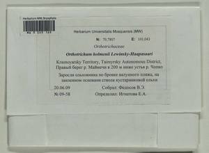 Orthotrichum scanicum Grönvall, Гербарий мохообразных, Мхи - Красноярский край, Тыва и Хакасия (B17) (Россия)