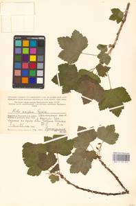 Ribes spicatum subsp. lapponicum Hyl., Восточная Европа, Северный район (E1) (Россия)