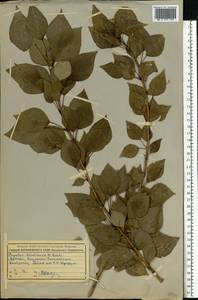 Populus ×berolinensis K. Koch, Восточная Европа, Московская область и Москва (E4a) (Россия)