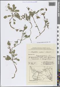 Corydalis popovii Nevski, Средняя Азия и Казахстан, Памир и Памиро-Алай (M2) (Туркмения)