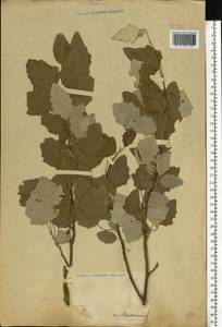 Populus × canescens (Aiton) Sm., Восточная Европа, Восточный район (E10) (Россия)