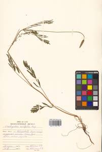 Эспарцет горошколистный Scop., Сибирь, Дальний Восток (S6) (Россия)