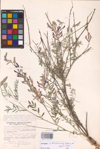 Astragalus astrachanicus Sytin & Laktionov, Восточная Европа, Нижневолжский район (E9) (Россия)