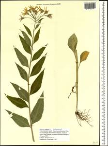 Крестовник дубравный L., Сибирь, Центральная Сибирь (S3) (Россия)