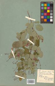 Леспедеца двуцветная Turcz., Сибирь, Дальний Восток (S6) (Россия)