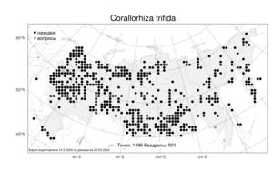 Corallorhiza trifida, Ладьян трехнадрезанный Châtel., Атлас флоры России (FLORUS) (Россия)
