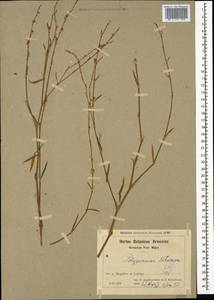 Polygonum setosum Jacq., Кавказ, Армения (K5) (Армения)