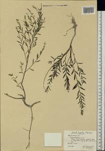 Genista tinctoria subsp. tinctoria, Восточная Европа, Центральный лесостепной район (E6) (Россия)