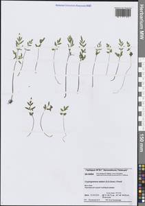 Криптограмма Стеллера (S.G.Gmel.) Prantl, Сибирь, Центральная Сибирь (S3) (Россия)